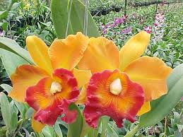 http://www.anakorchids.com/index.php?lay=show&ac=article&Id=367588