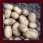potato01.jpg
